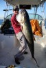 french amberjack 102 lbs